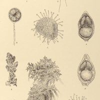 82. Fig. 1-6. Azolla Caroliniana ; Fig. 7-11. A. filiculoides.
