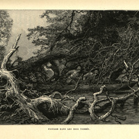 Passage  dans les bois tombés