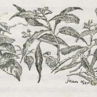 Plantes aromatiques ( Epices )