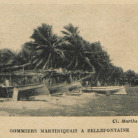Gommiers martiniquais à Bellefontaine