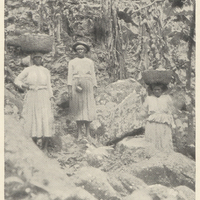 Cocoa Trees growing among Rocks - an unusual situation. Also three Cocoa-gatherers.