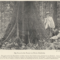 Big Trees in the Forest on Morne Diablotin. The name given by the natives to thses trees is the…