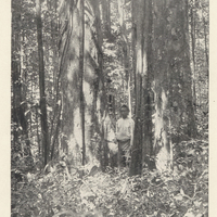 Bois Blanc in the Forest on Morne Diablotin. The name is of French origin, but is used by the…
