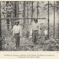 Building an Ajoupa or Shelter in the Forest, in which we swung our hammocks and slept at night