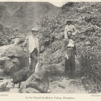In the Grand Souffriere Valley, Dominica.