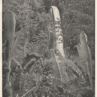 The Greater Twin Fall upon the Roseau River, Roseau Valley, Dominica.