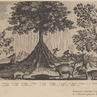 Boucaniers chassant l'agouti. (Gravure tirée de l'Histoire générale des Antilles.)
