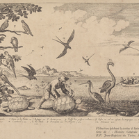 Flibustiers pêchant la tortue à Saint-Domingue. Gravure tirée de « Histoire générale des Antilles »…