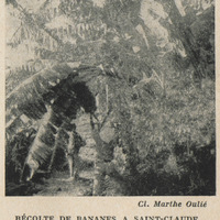 Récolte de bananes à Saint-Claude