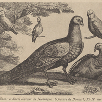 Faisans et divers oiseaux du Nicaragua. (Gravure de Bonnart, XVIIe siècle.)