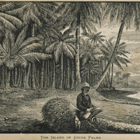 The Island of Cocoa Palms