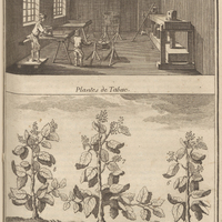 Rolleurs de tabac - Plantes de tabac