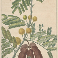 Mimosa de Farnèse