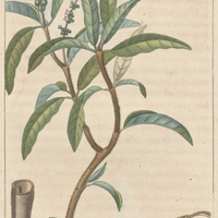 Croton cascarille.