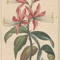 Quassie amère.