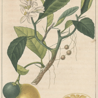 Citronnier des Halliers.