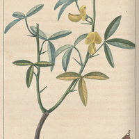 Cytise épineux.