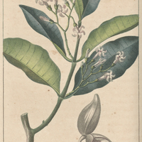 Bois laiteux a feuilles de citronier.