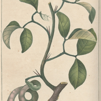 Acacie à quatre feuilles.