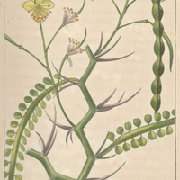 Parkinsonie.