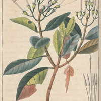 Quinquina piton.