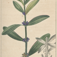 Gentiane verticillée.