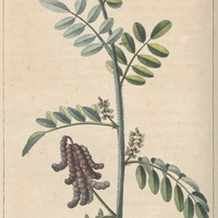 Indigotier franc