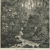 The Tropic Stream