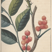 Trophis d'amérique.