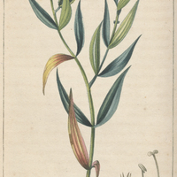 Gentianelle pourprée