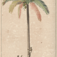 Cocotier