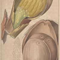 Cocotier
