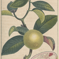 Mangoustay