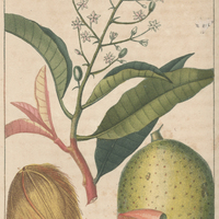 Manguier ou Mango