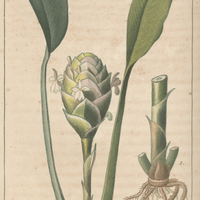 Curcuma à racines tubereuses