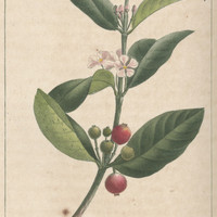 Mourellier cerisier