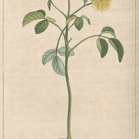 Oxalie à fleurs jaunes.
