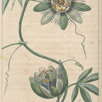 Grenadille bleue.