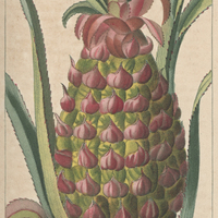Ananas conique.