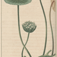 Hydrocotile ombellée.