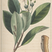 Drymis aromatique.