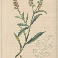 Cresson de savane petit.