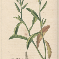Cakilé de Saint-Domingue