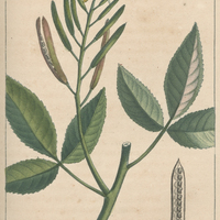Cléome tryphille.