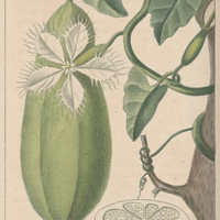 Anguine amère.
