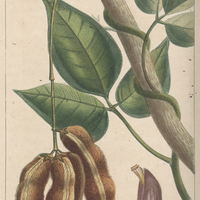 Dolic à poils cuisans.