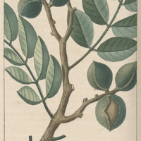 Umari à Grappes.