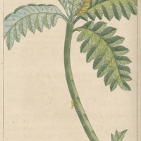 Bocconie chélidoine.