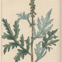 Ambroisie à feuilles d'armoise.