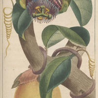 Grenadille à feuilles de lauriers.